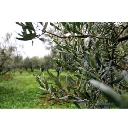 Ελαιόλαδο Εξαιρετικό Παρθένο Βιολογικής Καλλιέργειας 5lt Olea Tree