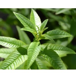 Λουίζα Βιολογικής Καλλιέργειας 20γρ Verum Herb