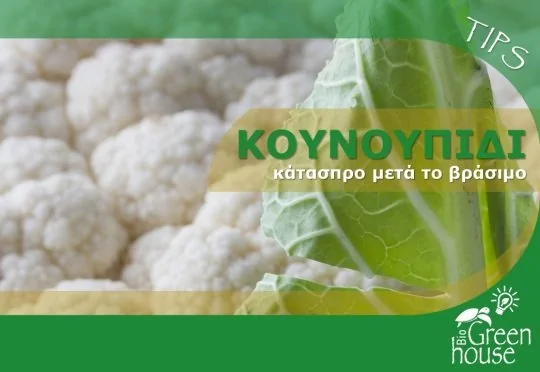 Κουνουπίδι κάτασπρο μετά το βράσιμο