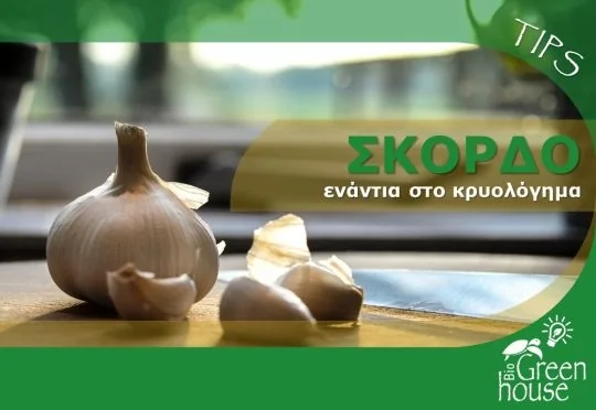 Σκόρδο ενάντια στο κρυολόγημα